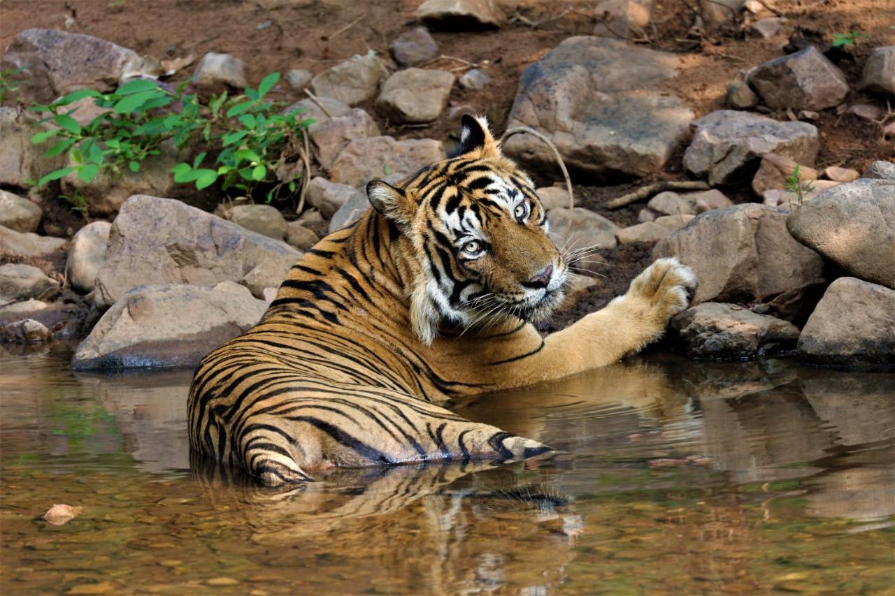 Camp Paridhi Ranthambhore, Homestay Sawai Madhopur Exterior photo